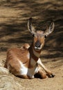 Pronghorn Royalty Free Stock Photo