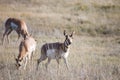 Pronghorn Royalty Free Stock Photo