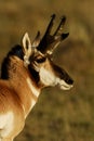 Pronghorn