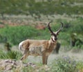 Pronghorn