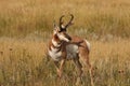 Pronghorn Royalty Free Stock Photo