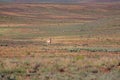 A Pronghorn on alert in a field