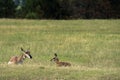 Pronghorn `American Antelope` Doe with Fawn Royalty Free Stock Photo