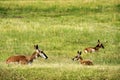 Pronghorn `American Antelope` Doe with Fawns Royalty Free Stock Photo