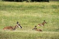 Pronghorn `American Antelope` Doe with Fawns Royalty Free Stock Photo