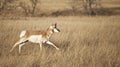 Pronghorn antelope Royalty Free Stock Photo