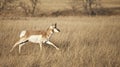 Pronghorn antelope