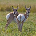 Pronghorn Antelope western wildlife animal Royalty Free Stock Photo