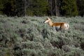 Pronghorn Antelope Royalty Free Stock Photo