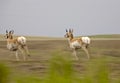 Pronghorn Antelope Royalty Free Stock Photo