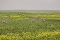 Pronghorn Antelope Royalty Free Stock Photo