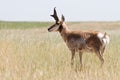 Pronghorn antelope Royalty Free Stock Photo