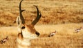 A Pronghorn Antelope Royalty Free Stock Photo