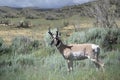 Pronghorn antelope adult male with horns on sage brush prairie in Wyoming
