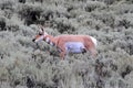 Pronghorn Antelope (Antilocapra americana) Royalty Free Stock Photo