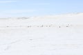 Pronghorn Antelope Antilocapra americana on the Plains of Colorado in Winter Royalty Free Stock Photo