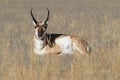 Pronghorn Antelope Antilocapra americana Royalty Free Stock Photo