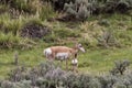 Pronghorn Antelope with Baby Royalty Free Stock Photo