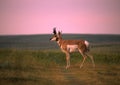 Pronghorn Antelope Buck Royalty Free Stock Photo