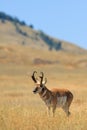 Pronghorn Antelope Buck Royalty Free Stock Photo