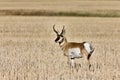 Pronghorn Antelope buck antlers Royalty Free Stock Photo
