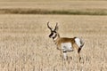 Pronghorn Antelope buck antlers