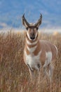 Pronghorn Antelope Buck Head on