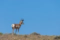 Pronghorn Antelope Buck in the High Desert Royalty Free Stock Photo