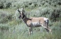 Pronghorn antelope buck male in sagebrush prairie Royalty Free Stock Photo