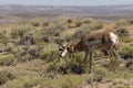 Pronghorn Antelope Buck Marking His Territory