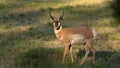Pronghorn antelope buck in a meadow Royalty Free Stock Photo
