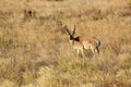 Pronghorn Antelope Buck Royalty Free Stock Photo