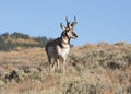 Adult pronghorn antelope buck in the wild Royalty Free Stock Photo