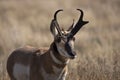 Pronghorn antelope buck portrait in golden meadow on the grassy plains Royalty Free Stock Photo