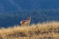 Pronghorn Antelope Buck on Ridge Royalty Free Stock Photo