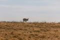 Pronghorn Antelope Buck on a Ridge Royalty Free Stock Photo