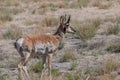 Pronghorn Antelope Buck in Utah Royalty Free Stock Photo