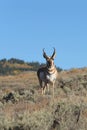 Pronghorn antelope buck in the wild Royalty Free Stock Photo