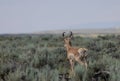 Pronghorn Antelope Buck in the Wyoming Desert in Summer Royalty Free Stock Photo