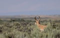 Pronghorn Antelope Buck in Summer in Wyoming Royalty Free Stock Photo