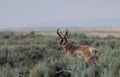 Pronghorn Antelope Buck in Summer in the Wyoming Desert Royalty Free Stock Photo