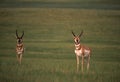 Pronghorn Antelope Bucks