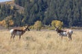 Pronghorn Antelope Bucks in Autumn in Wyoming Royalty Free Stock Photo