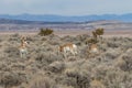 Pronghorn Antelope Bucks and Doe Royalty Free Stock Photo