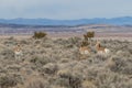 Pronghorn Antelope Bucks and Doe in Utah Royalty Free Stock Photo