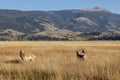 Pronghorn Antelope Bucks in Fall in Wyoming Royalty Free Stock Photo