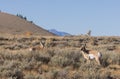 Pronghorn Antelope Bucks in Fall in Wyoming Royalty Free Stock Photo