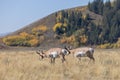 Pair of Pronghorn Antelope Bucks in Wyoming in Fall Royalty Free Stock Photo