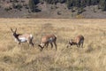 Pronghorn Antelope Bucks in Fall in Wyoming Royalty Free Stock Photo