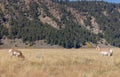 Pronghorn Antelope Bucks in Wyoming Royalty Free Stock Photo